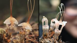 Objev jedné z nejvzácnějších rostlin světa na piknikovém místě