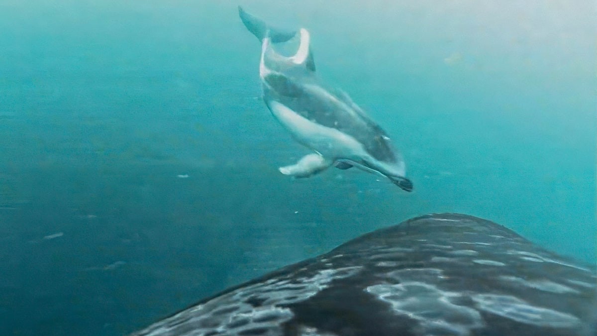 Poprvé zdokumentováno – jak společně loví kosatky a delfíni