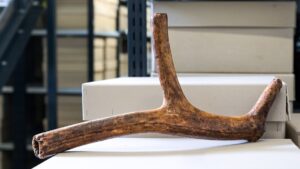 Vědci objevují 12 000 let starý parohový roh v historické sbírce