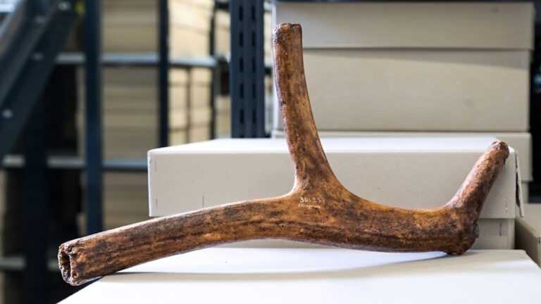 Vědci objevují 12 000 let starý parohový roh v historické sbírce