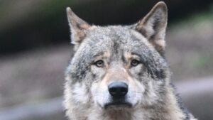 Anonymní specializovaný tým loví vlka „GW2672m“ – predátor se stává politickou otázkou