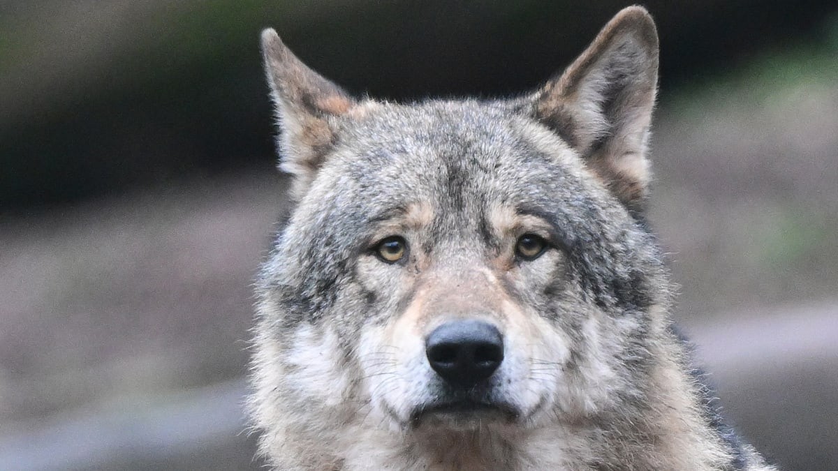 Anonymní specializovaný tým loví vlka „GW2672m“ – predátor se stává politickou otázkou