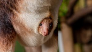 Extrem vzácné mládě stromového klokana okouzlilo návštěvníky anglické zoo