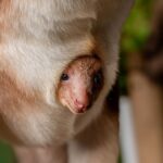 Extrem vzácné mládě stromového klokana nadchlo návštěvníky anglické zoo