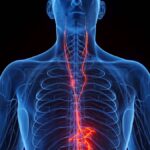 Když dojde ke ztrátě spojení s vagovým nervem, srdce tělesně rychleji stárne