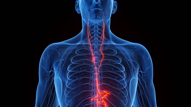 Když dojde ke ztrátě spojení s vagovým nervem, srdce tělesně rychleji stárne