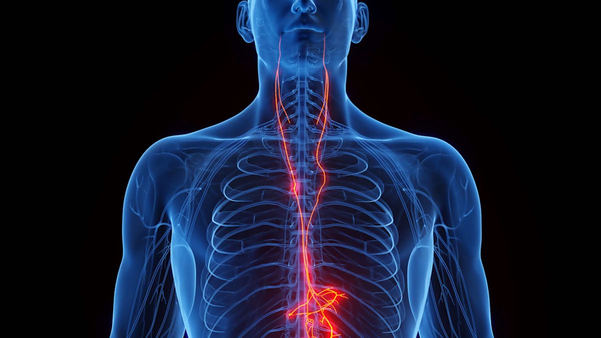 Když dojde ke ztrátě spojení s vagovým nervem, srdce tělesně rychleji stárne