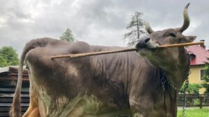 Kráva Veronika používá nástroje k škrábání