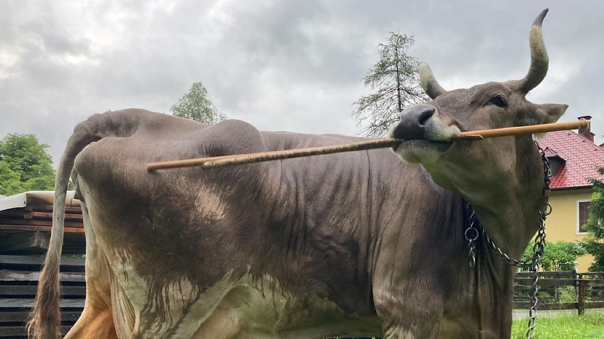 Kráva Veronika používá nástroje k škrábání