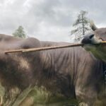 Kráva Veronika používá nástroje k škrábání