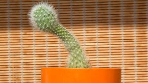 Neobvyklá velikost penisu jako sexuální symbol