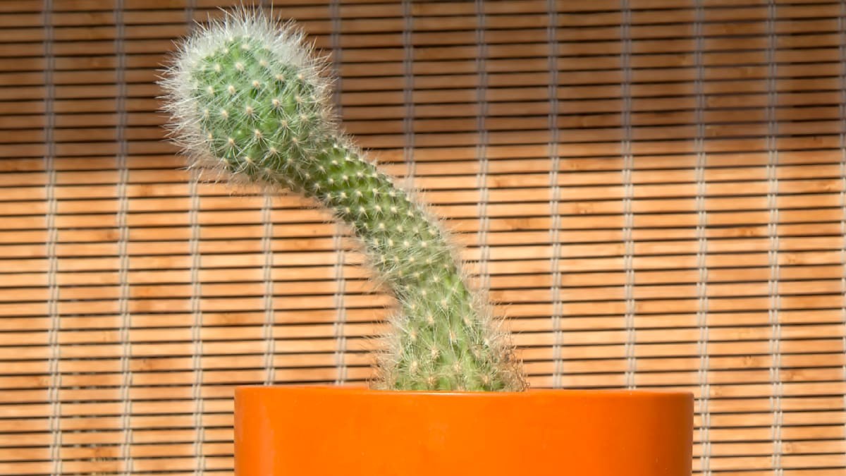 Neobvyklá velikost penisu jako sexuální symbol