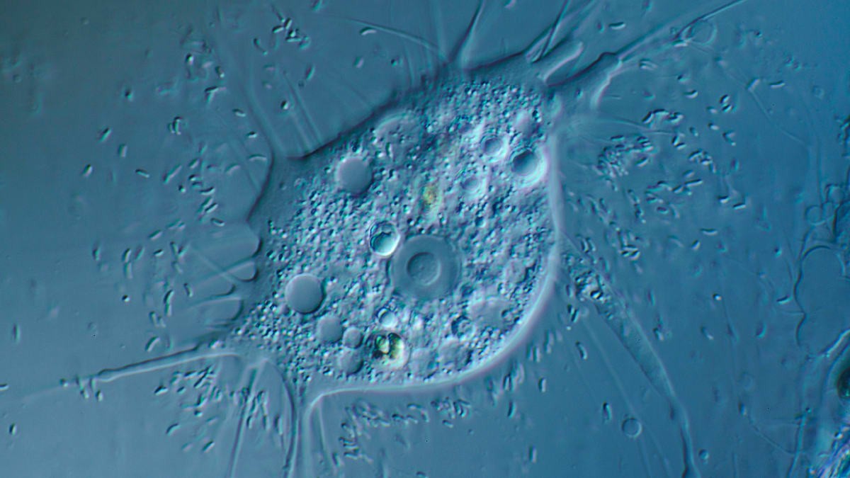 Nově objevená améba podporuje hledání mimozemského života