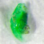 Obavy o mikroplasty v lidském těle: Jsou skutečně škodlivé?