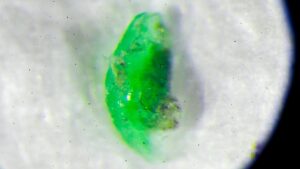 Obavy o mikroplasty v lidském těle: Jsou skutečně škodlivé?