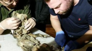 Objev z doby před více než 14 000 lety: V žaludku vlka nalezeny pozůstatky srstnatého nosorožce