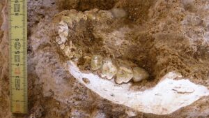 Přes 770 000 let staré kosti mění historii Homo sapiens a Neandertálců