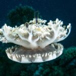 Proč medúzy potřebují spánek