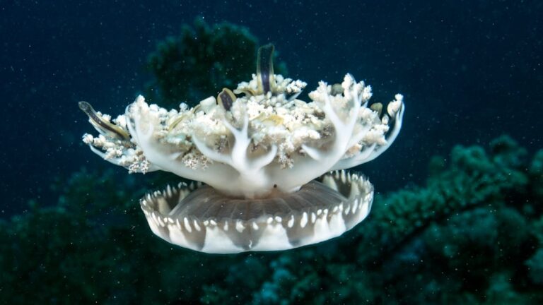 Proč medúzy potřebují spát