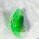 Role mikroplastik v lidském těle: Spory mezi vědci