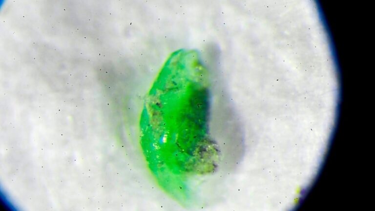 Role mikroplastik v lidském těle: Spory mezi vědci