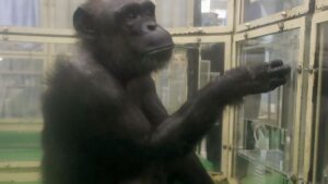 Schimpansin Ai im Alter von 49 Jahren verstorben