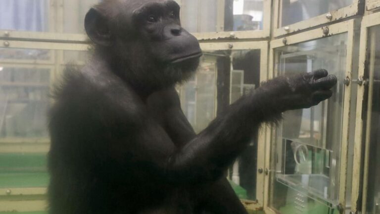Schimpansin Ai im Alter von 49 Jahren verstorben