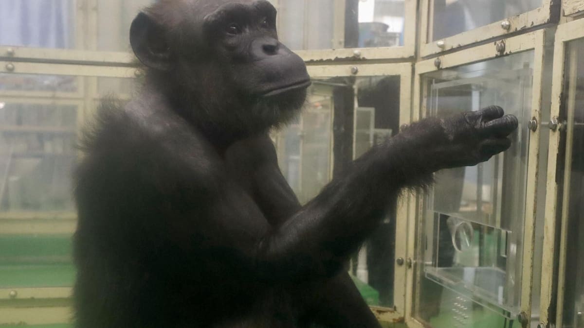 Schimpansin Ai im Alter von 49 Jahren verstorben