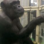 Šimpanzí „Genie“ zemřela ve věku 49 let