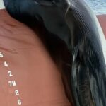 Vědci zkoumají mrtvého velrybu na přídi nákladní lodi