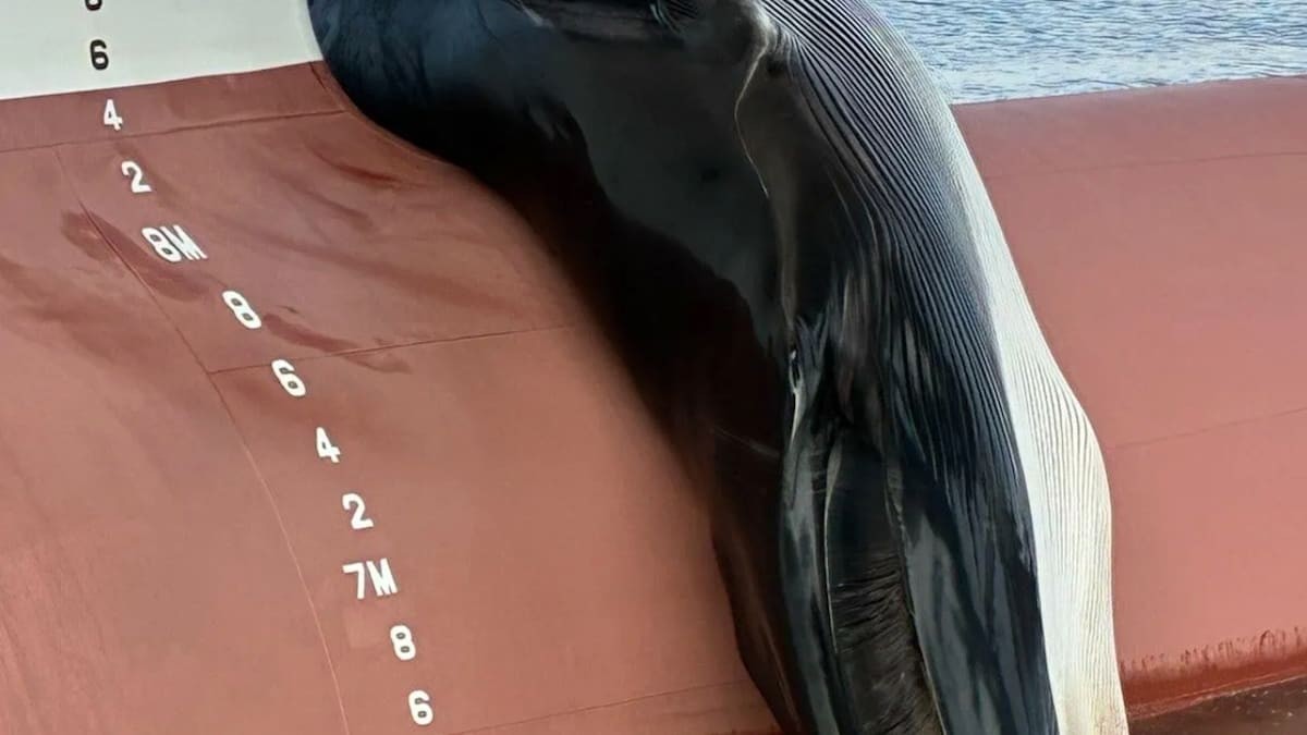 Vědci zkoumají mrtvého velrybu na přídi nákladní lodi