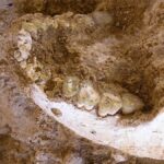 Více než 770 000 let staré kosti mění historii Homo sapiens a Neandertálce