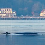 Vzácný host – plejtvák obrovský se objevuje ve Flensburském fjordu