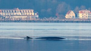 Vzácný host – plejtvák obrovský se objevuje ve Flensburském fjordu