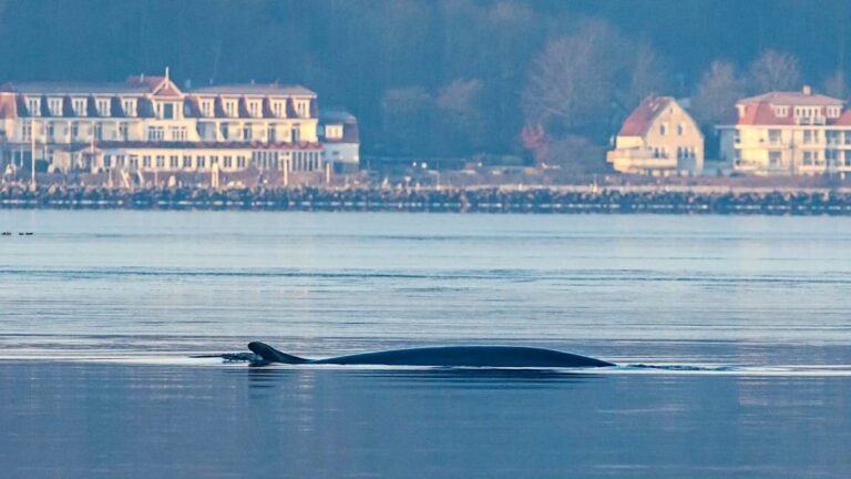 Vzácný host – plejtvák obrovský se objevuje ve Flensburském fjordu