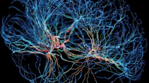 Co se děje v mozku, když rozhodujeme o ostatních?