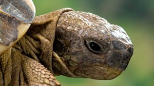 Hrozba vyhynutí posledních samic želv na Golem Grad