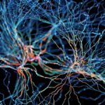 Jaké změny probíhají v mozku, když rozhodujeme o ostatních?