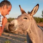 Jak se mohou manažeři inspirovat od osla – proč je tvrdohlavost někdy moudrá