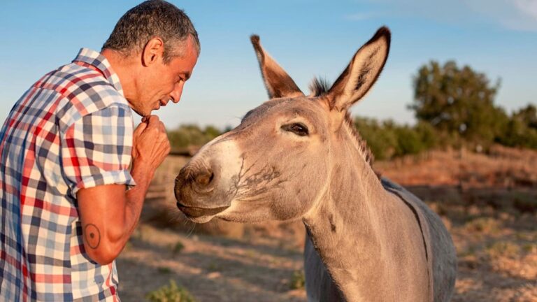 Jak se mohou manažeři inspirovat od osla – proč je tvrdohlavost někdy moudrá