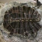 Jedenáctiletý chlapec objevuje krystaly a vykope 48 milionů let starou želvu