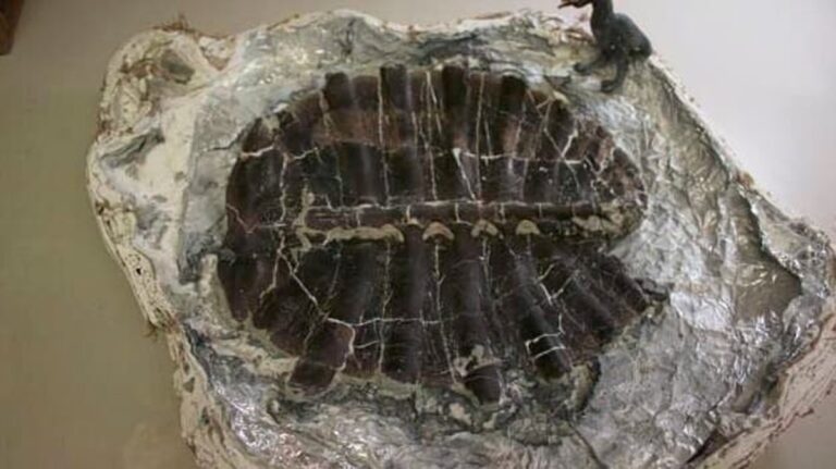 Jedenáctiletý chlapec objevuje krystaly a vykope 48 milionů let starou želvu