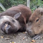 Nezbytní společníci – „Johnson“ a „Al“ zemřeli ve stejný den v ZOO