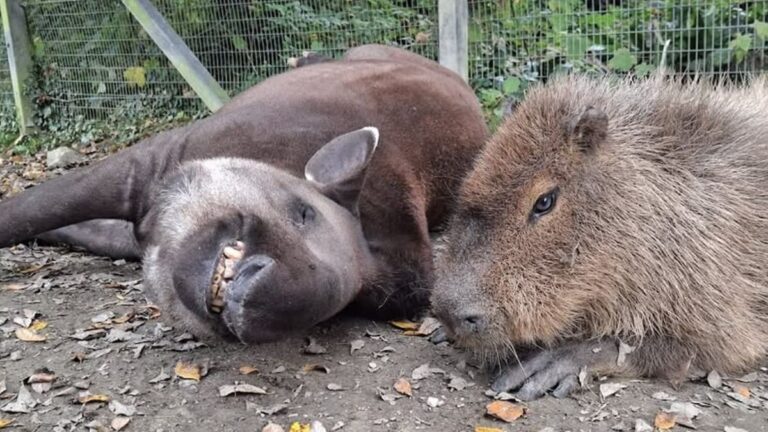 Nezbytní společníci – „Johnson“ a „Al“ zemřeli ve stejný den v ZOO