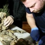 Objevení části vlněného nosorožce v žaludku vlka: Důkazy o vyhynutí druhu