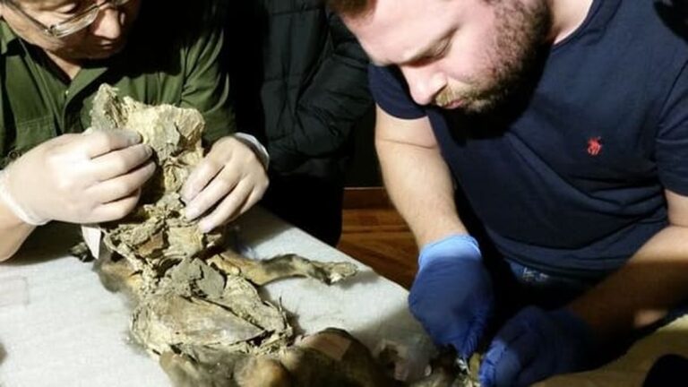 Objev z doby před více než 14 000 lety: V žaludku vlka nalezeny zbytky srstnatého nosorožce