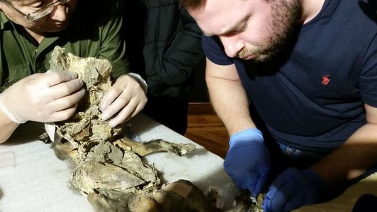 Objev z doby před více než 14 000 lety: V žaludku vlka nalezeny zbytky srstnatého nosorožce