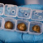 Obnovení Bermuda-Schnecke: Úspěšná záchrana zdánlivě vyhynulé populace