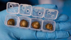 Obnovení Bermuda-Schnecke: Úspěšná záchrana zdánlivě vyhynulé populace