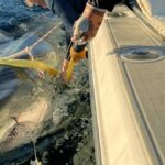 Obrovský bílý žralok se po měsících znovu objevuje a fascinuje vědce